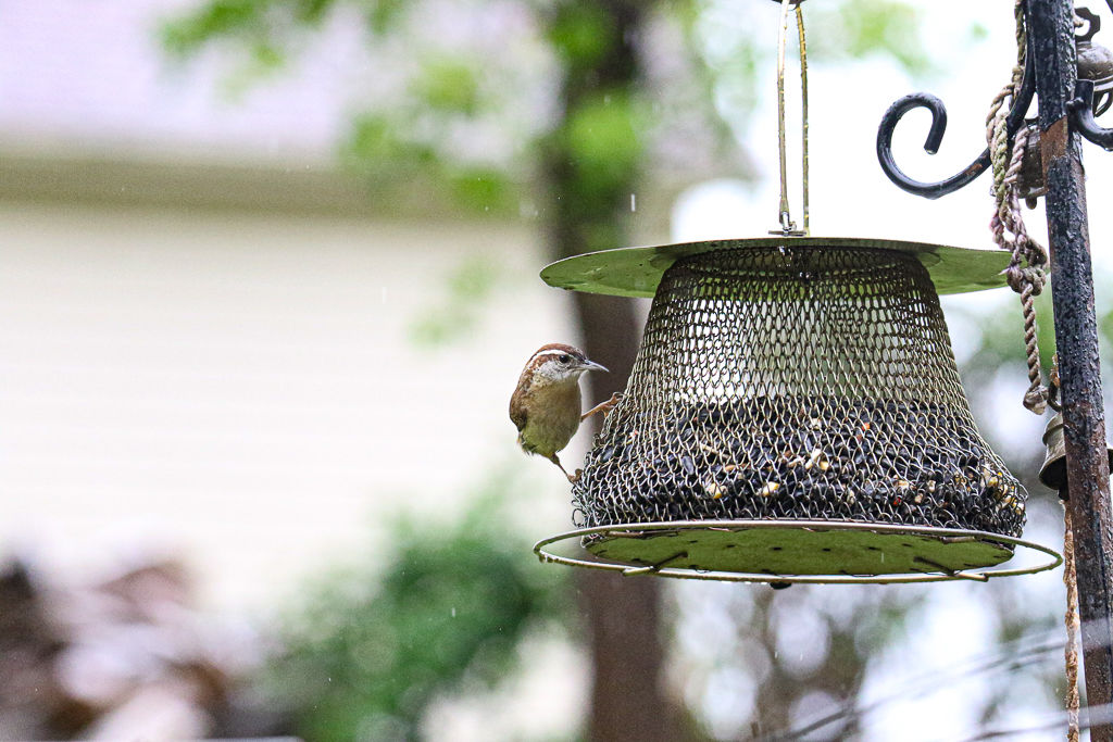 Backyard Birds NH-1805.jpg
